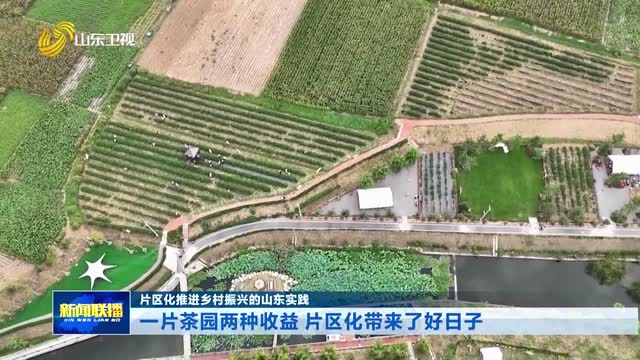 一片茶园两种收益 片区化带来了好日子【片区化推进乡村振兴的山东实践】