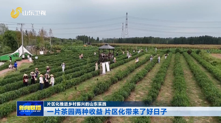 一片茶园两种收益 片区化带来了好日子【片区化推进乡村振兴的山东实践】