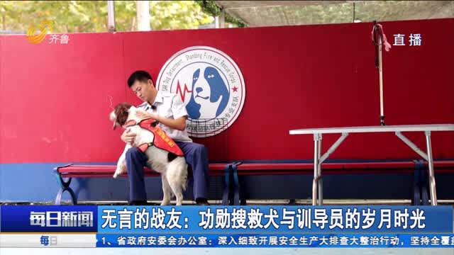 无言的战友：功勋搜救犬与训导员的岁月时光