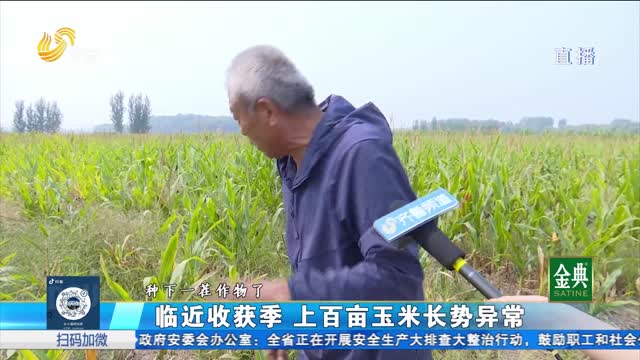 平阴:玉米长势异常 农业险理赔遇到难题