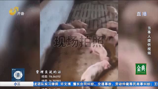 代养生猪接连染病死亡 养殖户称猪苗携带病毒？