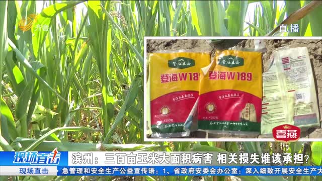 滨州：三百亩玉米大面积病害 相关损失谁该承担？
