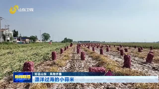漂洋过海的小蒜米【好品山东·风物齐鲁】