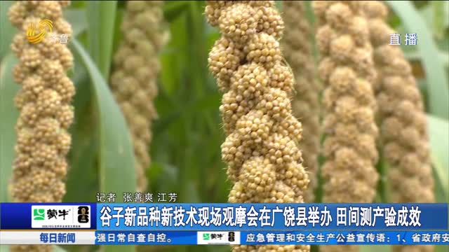 谷子新品种新技术现场观摩会在广饶县举办 田间测产验成效