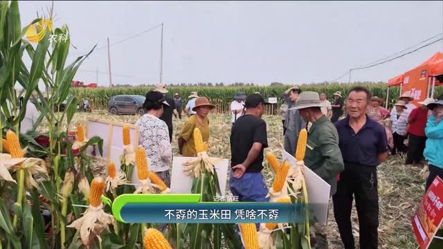 不孬的玉米田 凭啥不孬