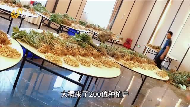 【“三只虎杯”中国花生王大赛】山东临沭：花生种植高手集结 共同见证“三只虎”大肥力