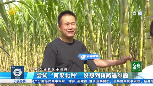尝试“南果北种” 没想到销路遇难题