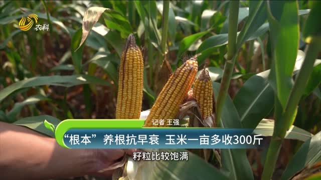 “根本”养根抗早衰 玉米一亩多收300斤
