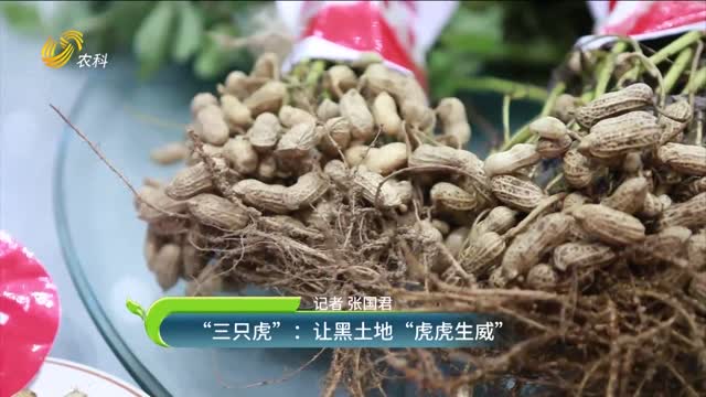“三只虎”：让黑土地“虎虎生威”