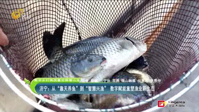 【数字乡村高质量发展看山东】济宁：从“靠天养鱼”到“智慧兴渔” 数字赋能重塑渔业新生态