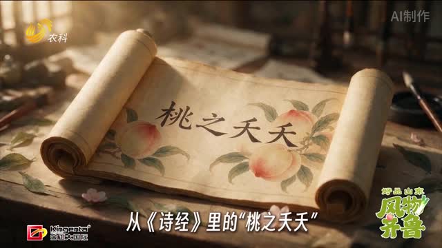 【好品山东 风物齐鲁】蒙阴蜜桃