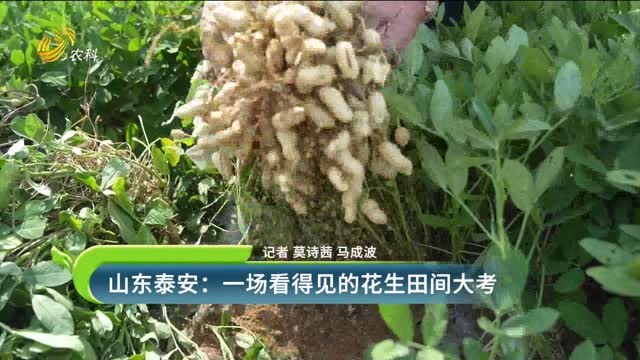 山东泰安：一场看得见的花生田间大考