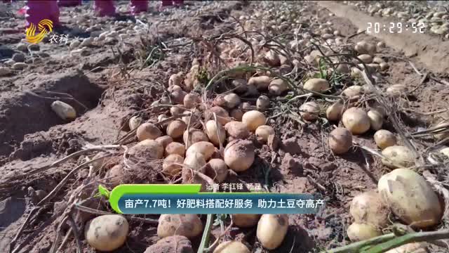 亩产7.7吨！好肥料搭配好服务 助力土豆夺高产