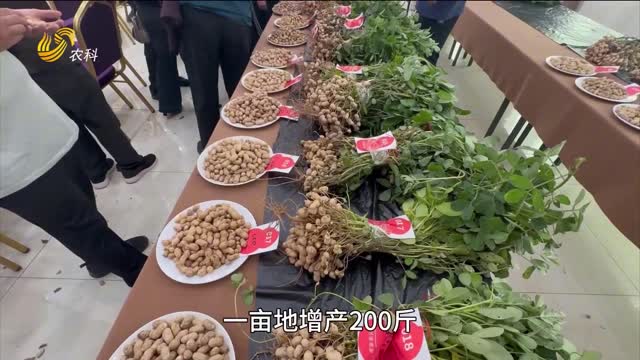 【“三只虎杯”中国花生王大赛】河南社旗“花生王”争霸 “三只虎”助力社旗花生夺高产