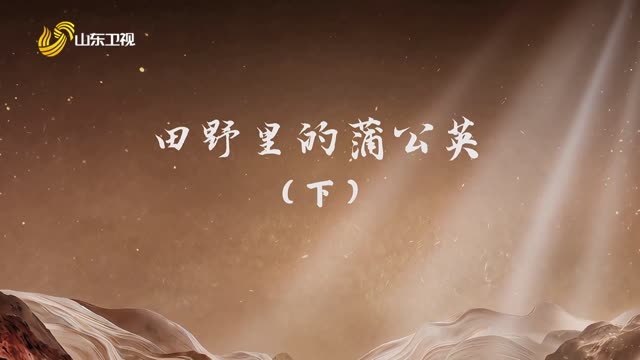 20261004《齐鲁先锋》：田野里的蒲公英（下）