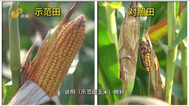 “根本”养根抗早衰 玉米一亩多收300斤