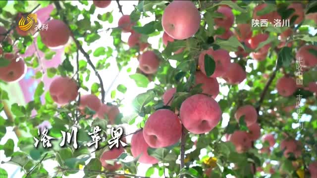 丰收中国 丰收史丹利