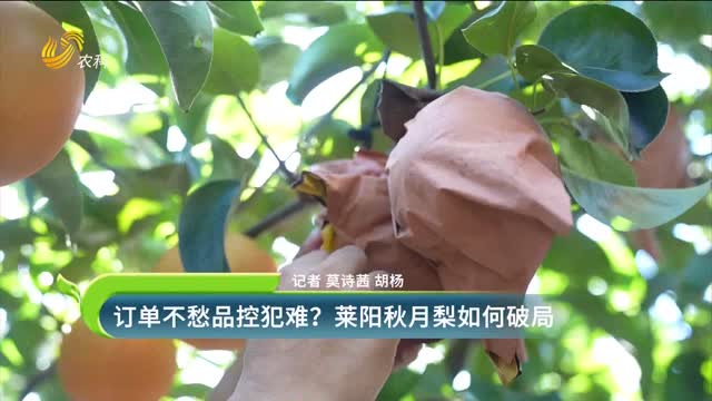 订单不愁品控犯难？莱阳秋月梨如何破局