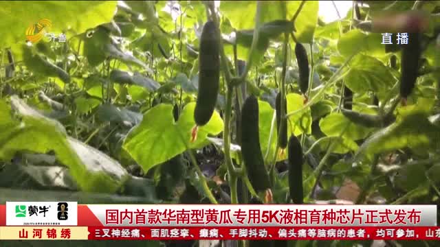 国内首款华南型黄瓜专用5K液相育种芯片正式发布