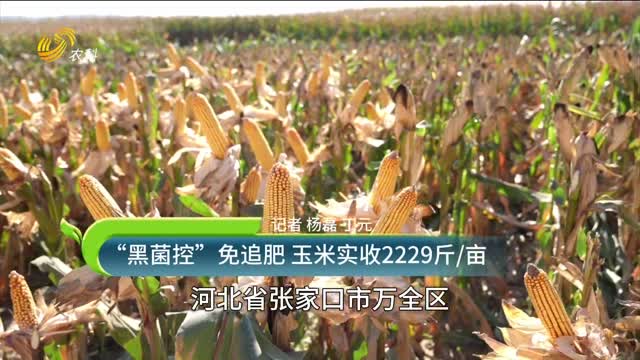 “黑菌控”免追肥 玉米实收2229斤/亩