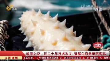 威海文登：近二十年技术攻关 破解白海参繁育密码