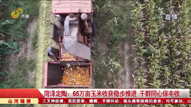 菏泽定陶：65万亩玉米收获稳步推进 干群同心保丰收