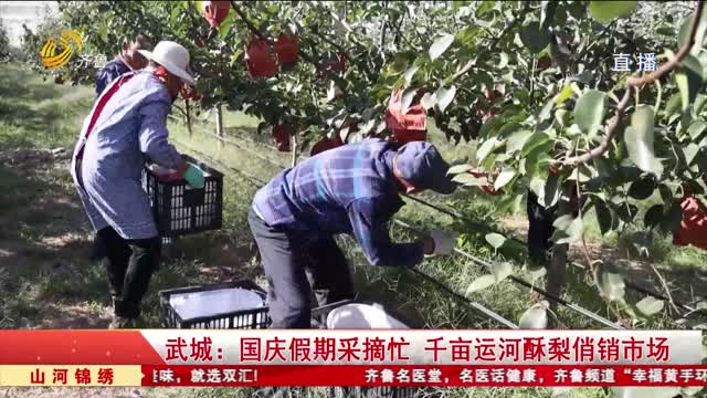 武城：国庆假期采摘忙 千亩运河酥梨俏销市场