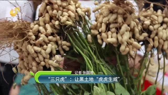 “三只虎”：让黑土地“虎虎生威”