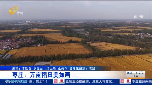 枣庄：万亩稻田美如画