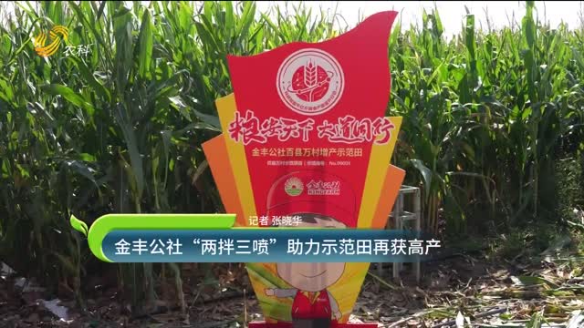 金丰公社“两拌三喷”助力示范田再获高产