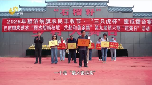 蜜瓜擂台赛开赛 18.8斤“瓜王”亮相“胡杨之乡”