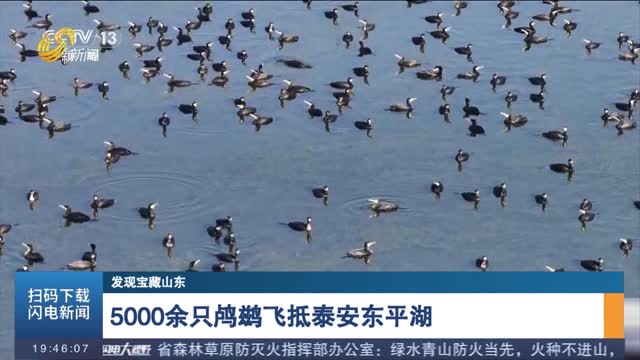 【发现宝藏山东】5000余只鸬鹚飞抵泰安东平湖