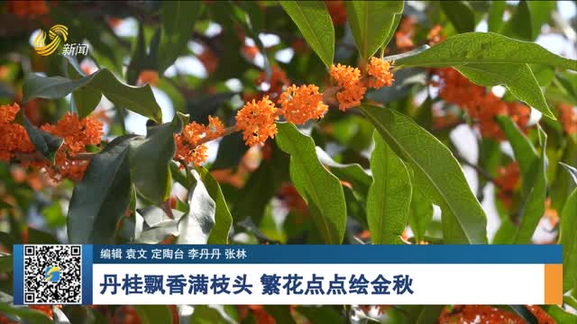 丹桂飘香满枝头 繁花点点绘金秋