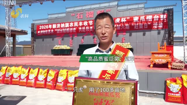蜜瓜擂台赛开赛 18.8斤“瓜王”亮相“胡杨之乡”