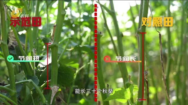 秋葵壮 梨更甜 肽肥田里的丰收账