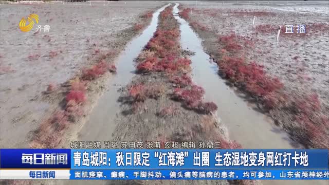 青岛城阳：秋日限定“红海滩”出圈 生态湿地变身网红打卡地