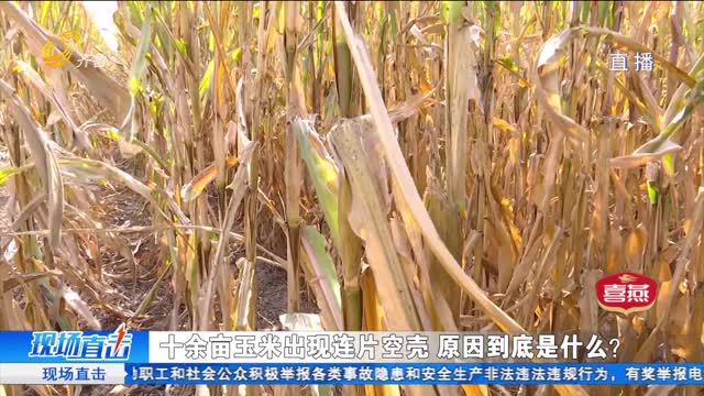 武城：十余亩玉米出现连片空壳 农户怀疑玉米种子有问题！