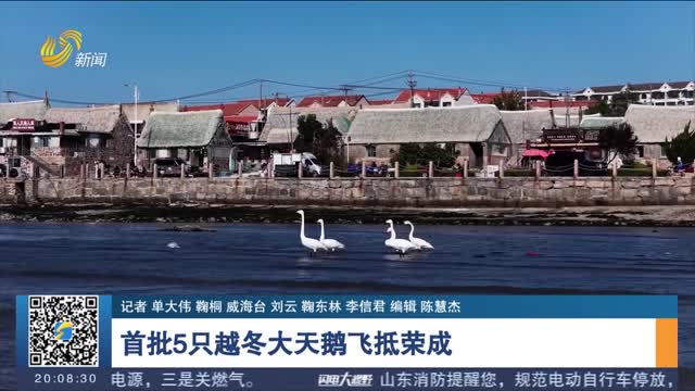 【发现宝藏山东】首批5只越冬大天鹅飞抵荣成