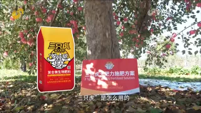 【“三只虎”看丰收】30年老果园 商品率提升 抗病不落叶