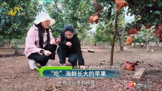 “吃”海鲜长大的苹果