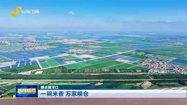一碗米香 万家粮仓【蹲点黄河口】