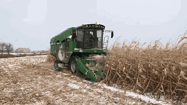 搭载wp6发动机的收割机在田间作业