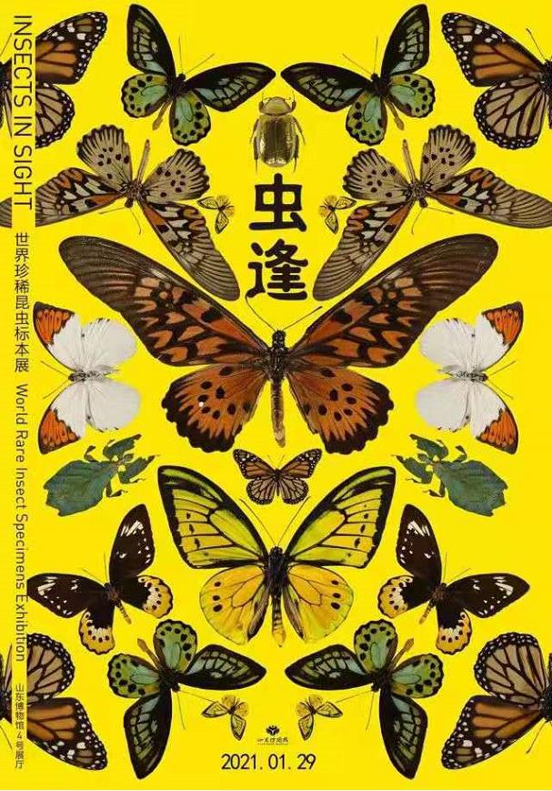 一,"虫·逢——世界珍稀昆虫标本展"